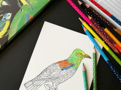 Krāsainie zīmuļi un izkrāsojamās kartītes “Putni”